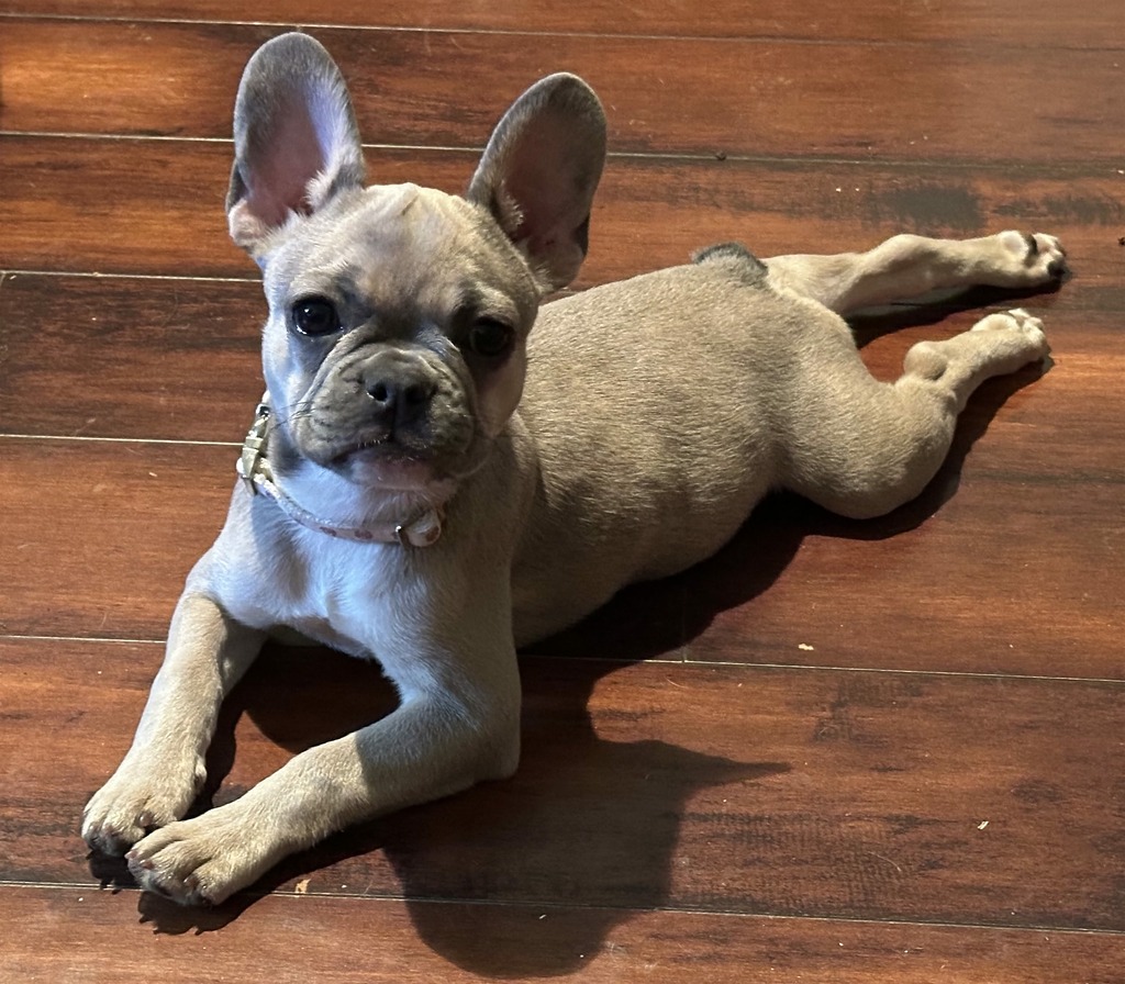 Fawn colored frenchie puppy doing a sploot on a wood floor.