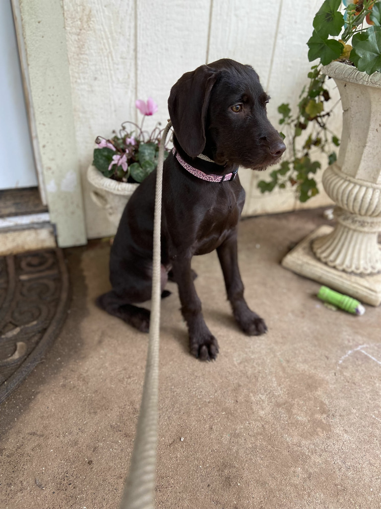 Brown puppy waiting patiently on leash by a door.