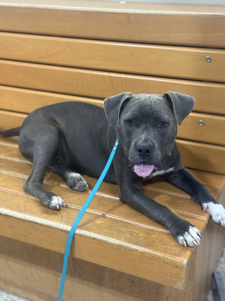 The Truth Is: Dog Training Is One of the Most Important Investments You’ll Ever Make