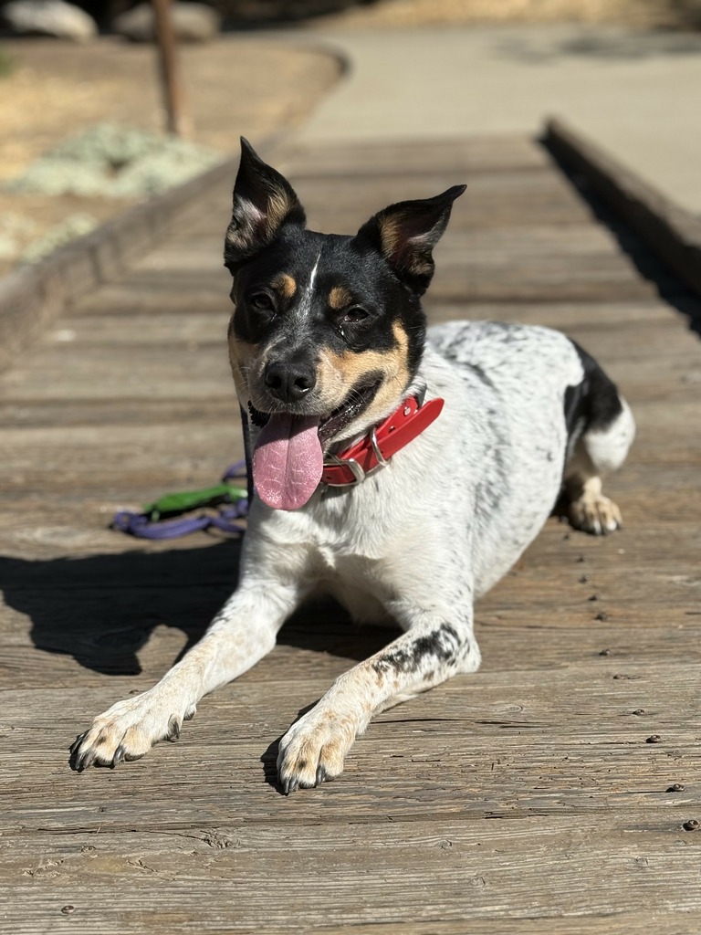 The Right Way to Socialize Your Dog—And Mistakes to Avoid