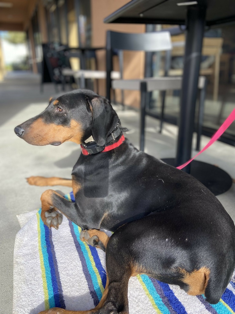 The Right Way to Socialize Your Dog—And Mistakes to Avoid