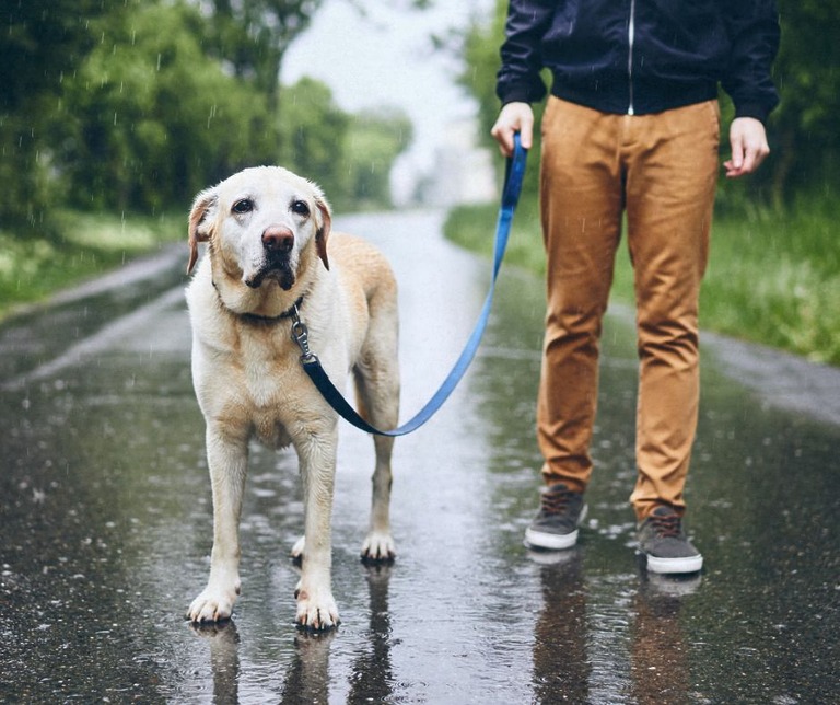 Rainy Days, Fulfilled Dogs: How to Meet Your Dog’s Needs in Bad Weather